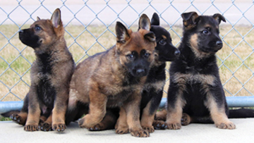 Four German shepherd puppies.