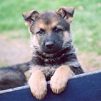Puppies on Puppies Born At The Police Dog Service Training Centre  Pdstc  In