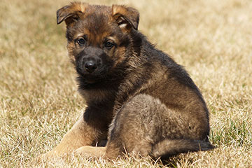 German shepherd puppy - Dief