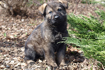 German shepherd puppy - Felix