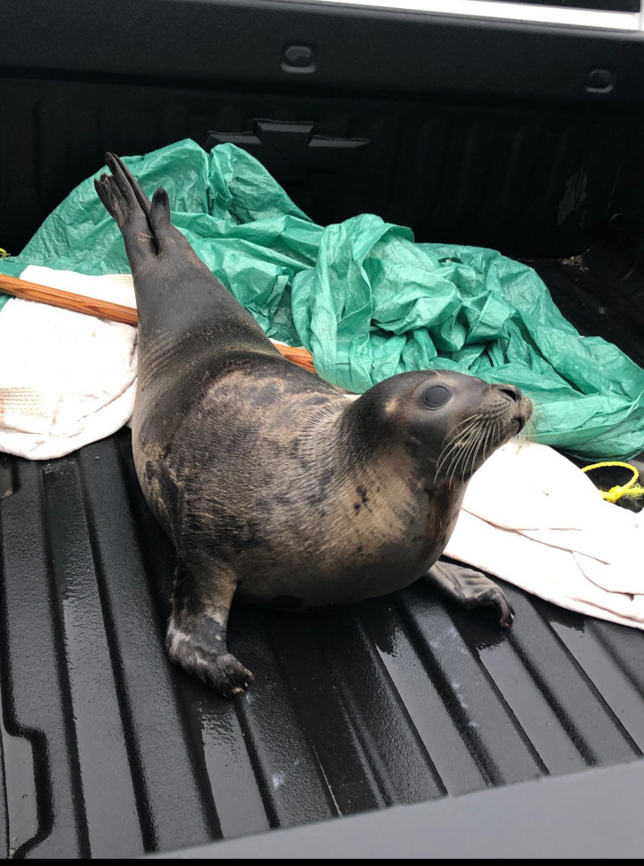 Un phoque qui avait été trouvé en train de se promener dans une localité de la péninsule Burin est remis en mer.