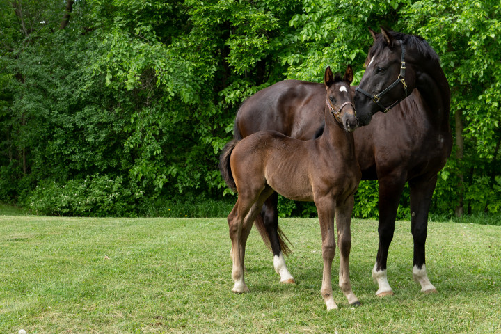 The Royal Canadian Mounted Police (RCMP) needs your help naming foals.