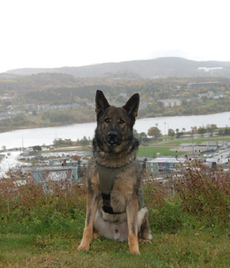 Police Service Dog Grinch locates missing man in Dildo on May 30, 2019.