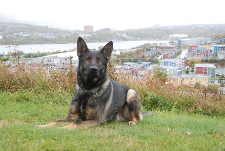 Kaos est le chien policier qui a réussi à trouver un homme qui s'est caché dans les bois le 21 novembre après une introduction par effraction dans le bar Buckie's, à Tilton.