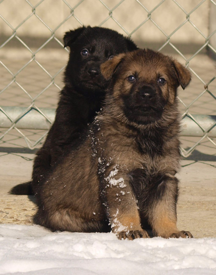 Ces chiots sont nés dans la première portée de 2020 au Centre de dressage des chiens de police.