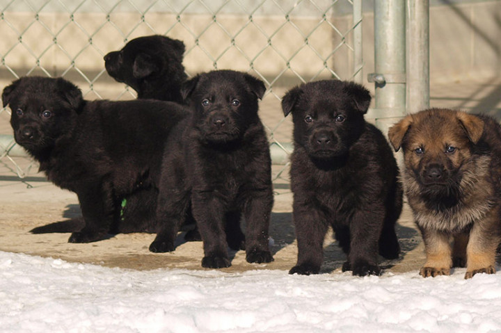 Ces chiots sont nés dans la première portée de 2020 au Centre de dressage des chiens de police.