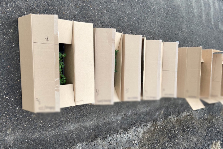 Boîtes contenant de petits plants de cannabis