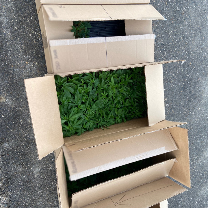 Boîtes contenant de petits plants de cannabis