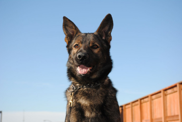 Police Service Dog Mack