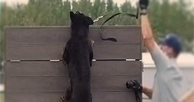 A police dog climbing a fence.