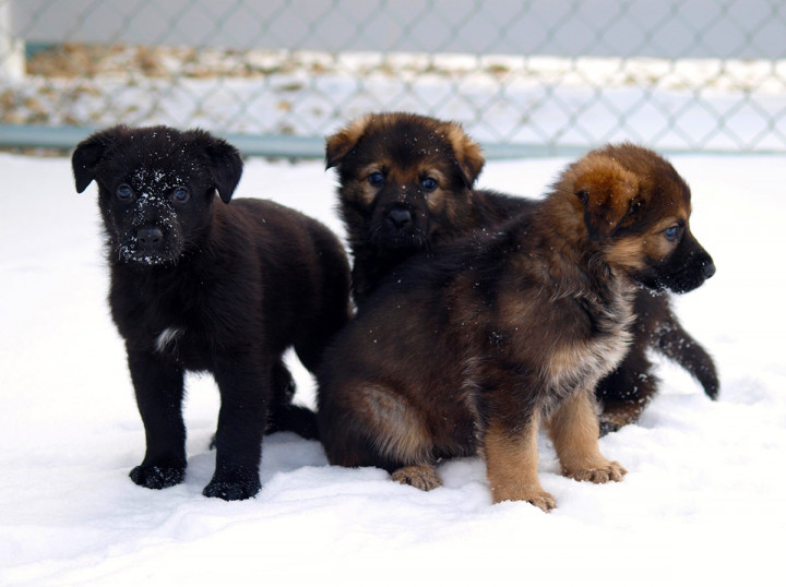 These three puppies are from the first litter to be born at the Police Dog Services Training Centre in 2019.