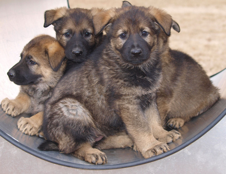 Hayla's litter was one of the first to be born at the Police Dog Service Training Centre in 2020. They will receive some of the winning names from this year's Name the Puppy contest.