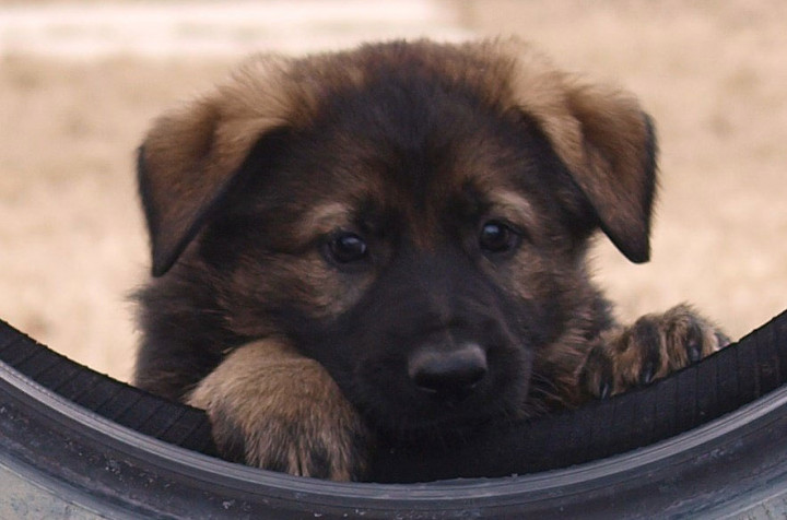 A German shepherd puppy peers through a tire swing.