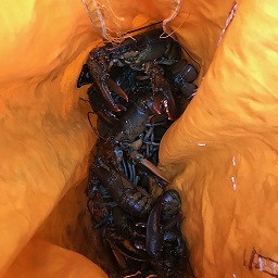 Plus d'une douzaine de homards de taille inférieure à la taille réglementaire ont été retrouvés par Axel, un chien policier de la GRC, puis remis au MPO.