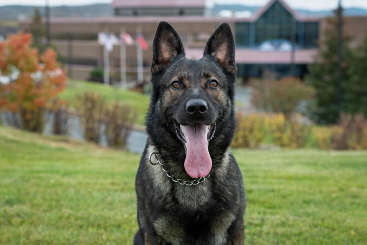 Axel, chien de police de la GRC.