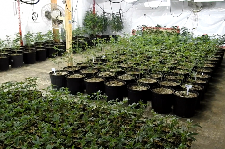  Cannabis from an illegal grow operation