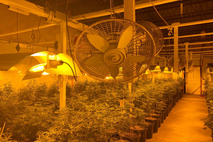  Cannabis from an illegal grow operation