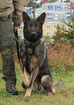 Kaos, chien policier de la GRC.