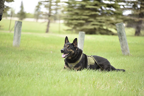 Police Services Dog Earl