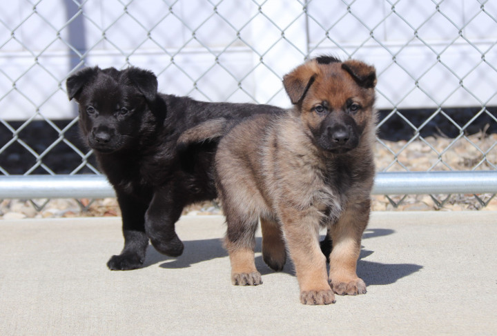 Two fluffy German shepherd puppies. One is black and the other is sable.