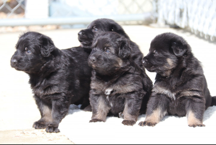 Four black and tan German shepherd puppies looking at something off camera.