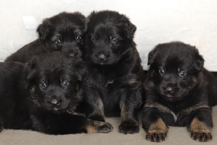 A pile of five black and tan German shepherd puppies.