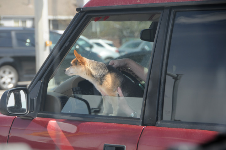 Photo d'un automobiliste conduisant avec un chien ayant sorti la tête par la fenêtre.