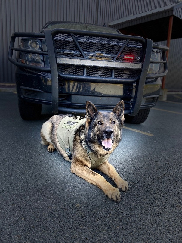 RCMP Police Service Dog Grinch located a man who fled from police on foot into a wooded area in Carbonear on July 21, 2021.