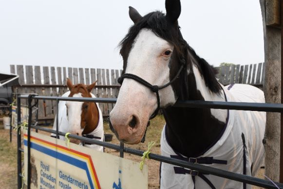 Not your traditional RCMP horse: Skip (brown and white) and Stuart (black and white), two paint horses, await their chance at riding in the rodeo arena