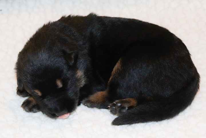 A German shepherd puppy, born January 26, 2022.