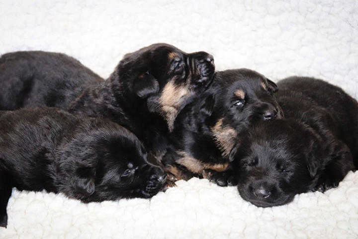 Four German shepherd puppies in a pile. They were born on January 26, 2022.