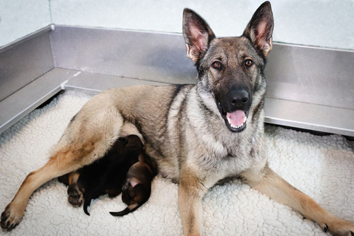 German shepherd mother Novva and her litter, born February 8, 2022.