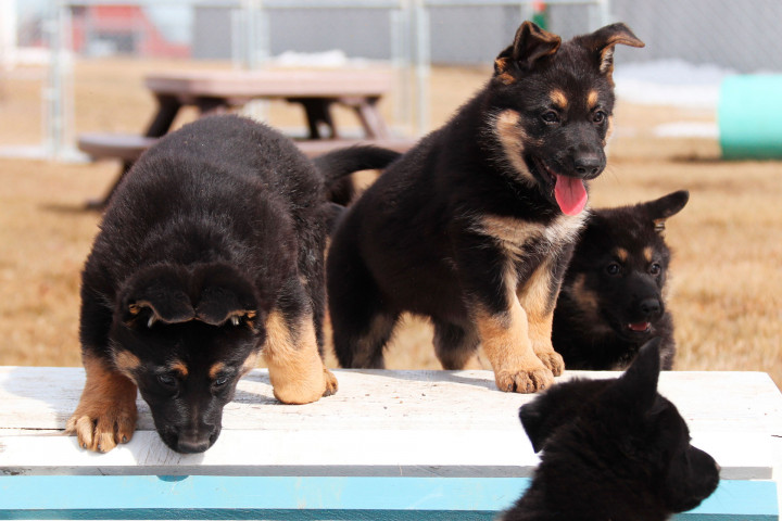 Four German shepherd puppies on a table.