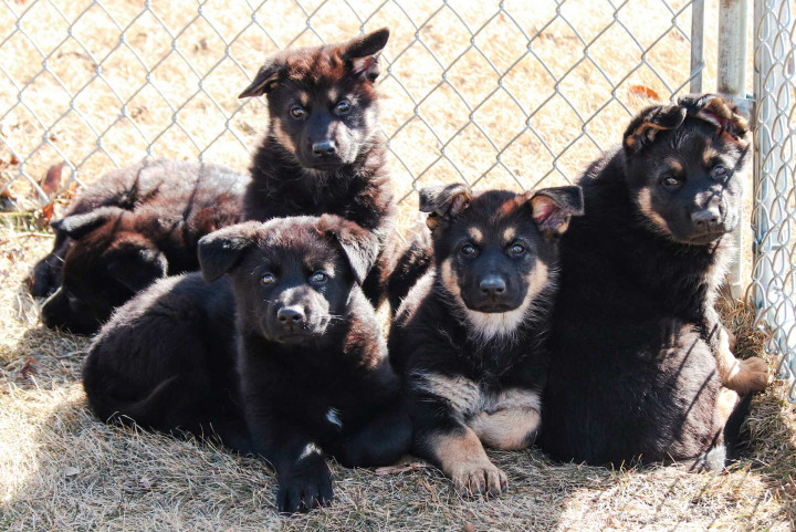 Five German shepherd puppies in a pile.