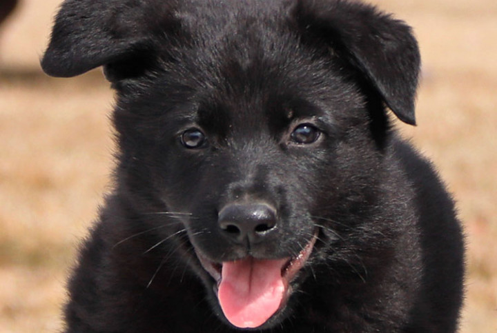 A black German shepherd puppy with its tongue out.
