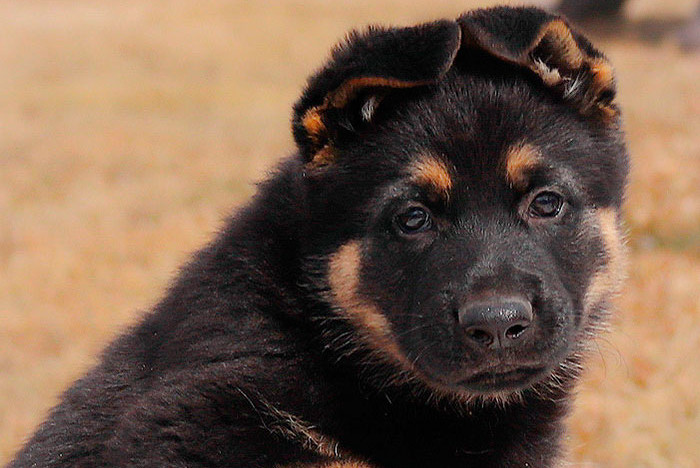 A German shepherd puppy with its ears folded down.