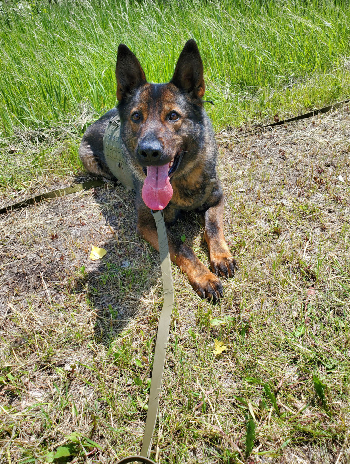 Un chien policier nommé Mocha