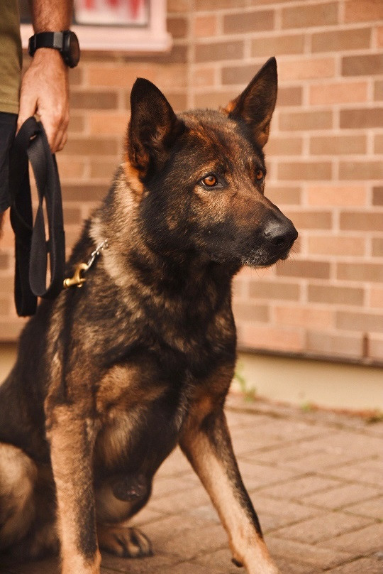 Un chien policier de race berger allemand est assis devant un mur de brique brun. 