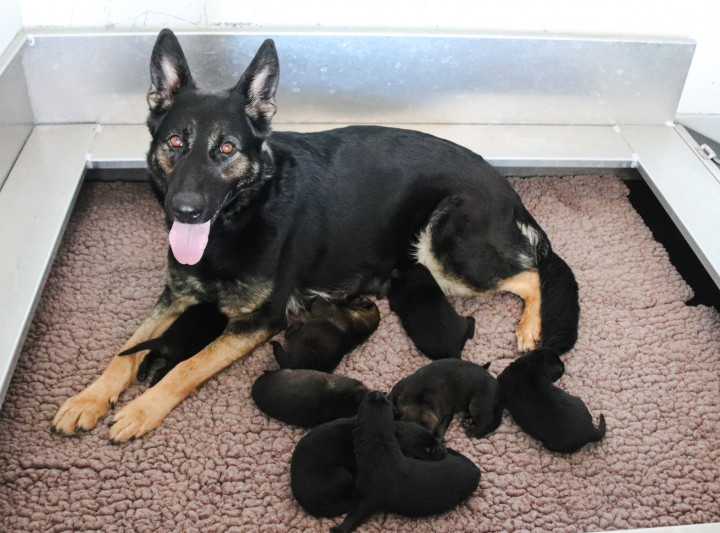 A large black German shepherd is surrounded by eight puppies on a table.