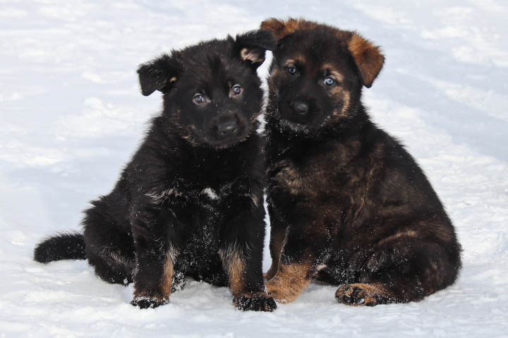 Two black German shepherd puppies sit on snow. 