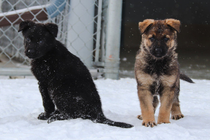 One black and one brown German shepherd puppy sit on snow.