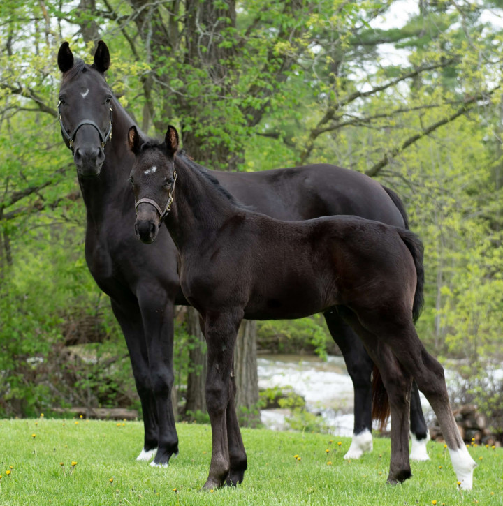 A black horse stands with her foal in a field.