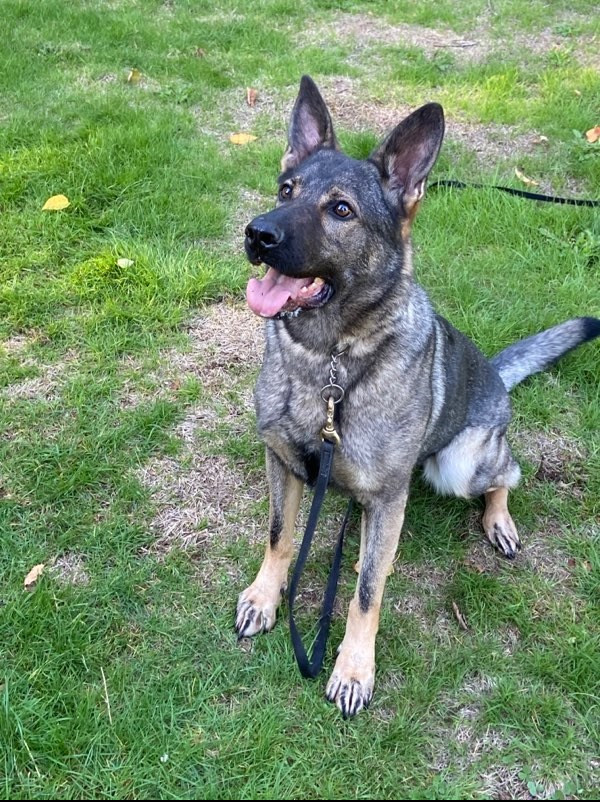 A German Shepherd dog sits on a grassy area during the daytime.