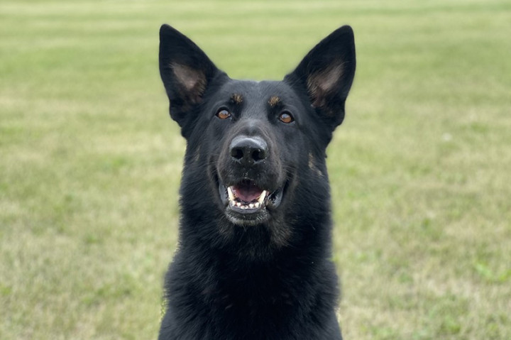 Police Service Dog Marook