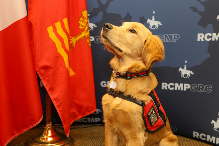 Lola - PEI RCMP Facility/Trauma care dog