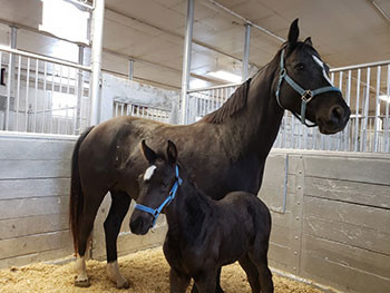 A black horse stands with her foal in their stall 