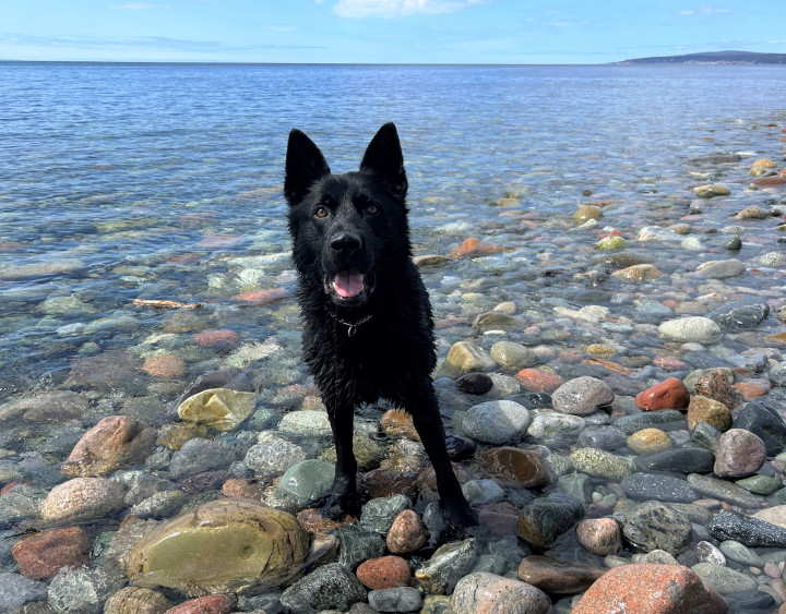 A dog is shown looking at the camera while standing in the ocean. 