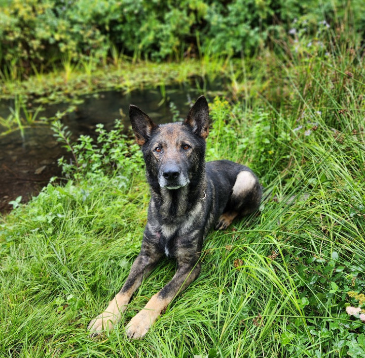 Photo d'un berger allemand couché dans l'herbe.