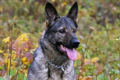 A brown and black German Shepherd dog sits in a wooded area.
