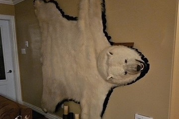 Un tapis d'ours polaire sur un mur dans une maison.